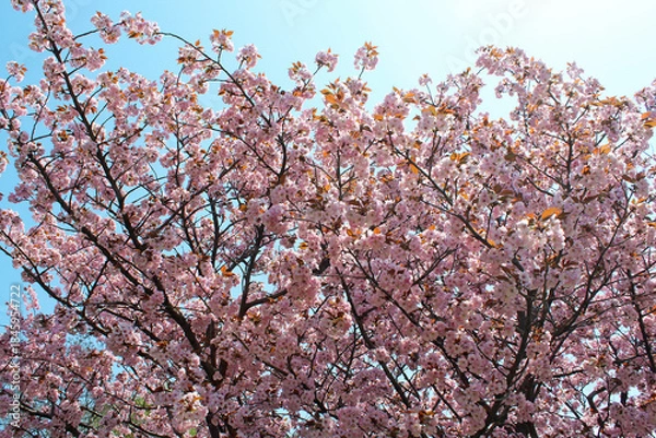 Fototapeta 桜の花