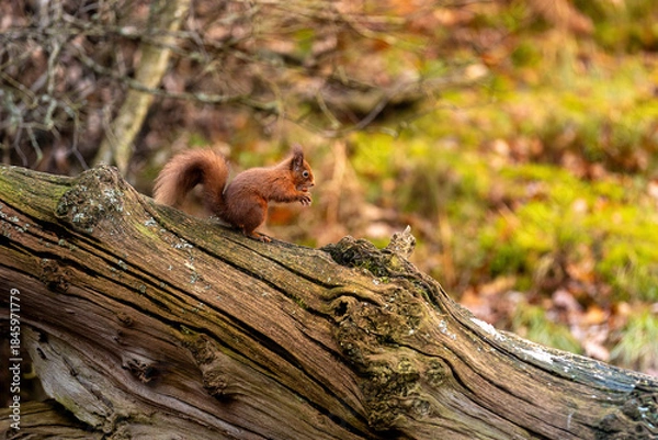 Fototapeta squirrel on a tree