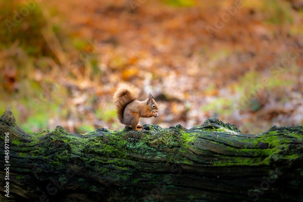 Fototapeta squirrel on a tree
