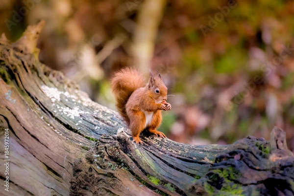 Fototapeta squirrel eating nut