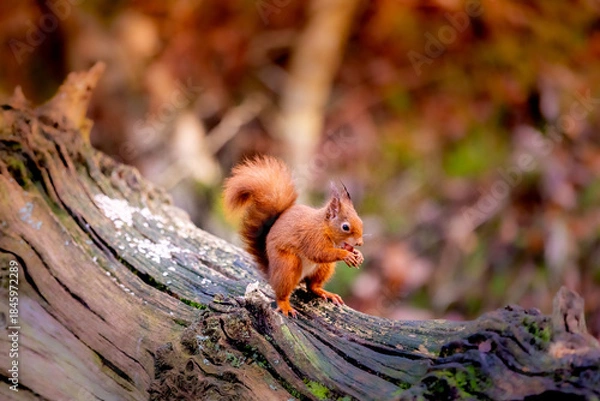 Fototapeta red squirrel sciurus vulgaris
