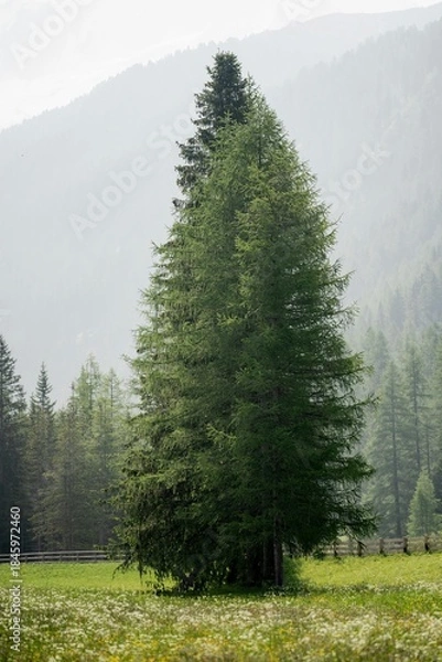 Obraz forest in the mountains