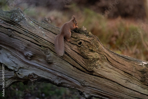 Fototapeta squirrel in the forest