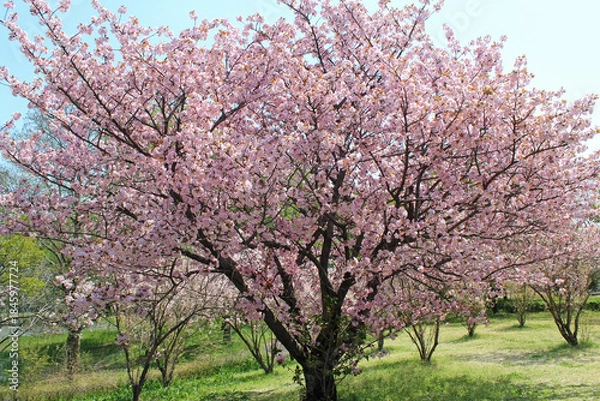Obraz 桜の花