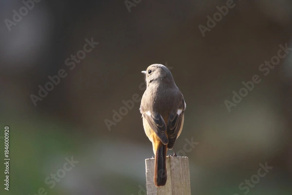 Obraz 冬の日差しを横から浴びるジョウビタキのメス