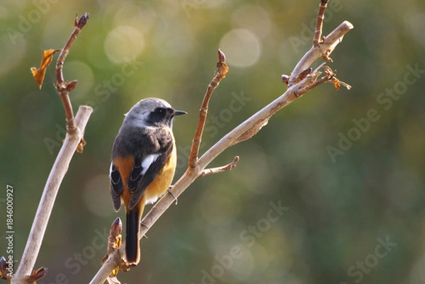 Obraz 冬枯れの紫陽花の木にとまるジョウビタキの雄