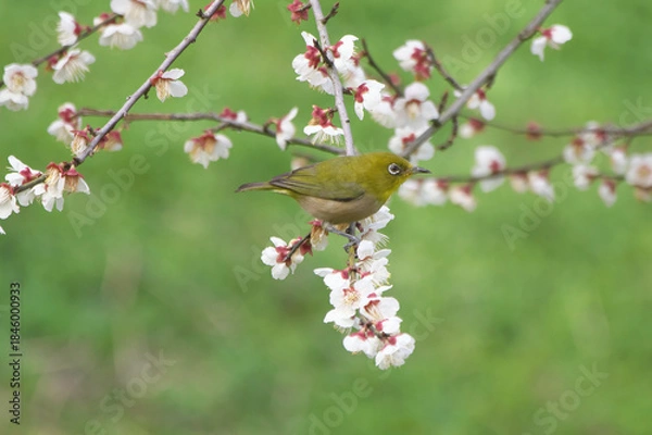 Obraz 満開の梅の花とメジロ
