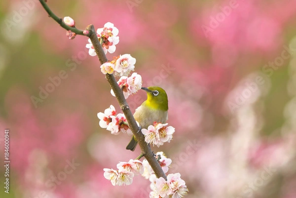 Obraz 満開の梅林で白梅の花蜜を吸うメジロ　背景は紅梅