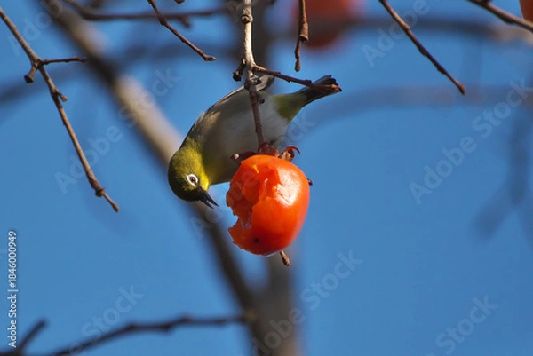 Obraz 晩秋の里山で柿の実を食べるメジロ