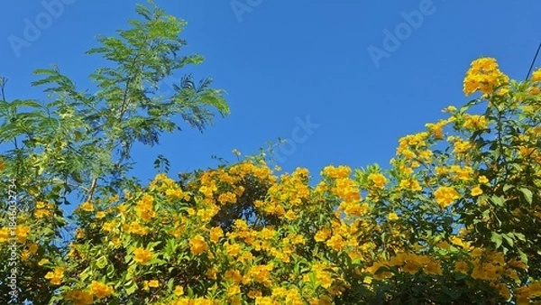 Obraz Vibrant Yellow Flowers Blooming Under Clear Blue Sky in Tropical Nature