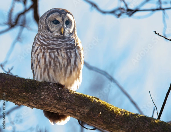 Obraz Barred Owl Perched