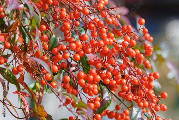 Fototapeta 南天の実