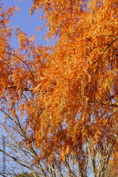 Fototapeta 紅葉するメタセコイアの木