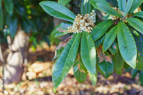 Fototapeta 枇杷の花