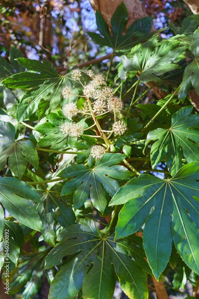Fototapeta ヤツデ・秋に咲くヤツデの花・Japanese Aralia