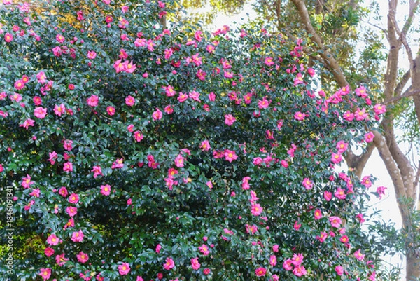 Fototapeta サザンカ