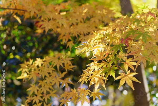 Fototapeta 日本の秋・紅葉・もみじ