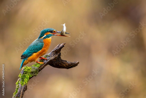 Obraz Eisvogel - Kingfisher