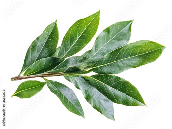 Obraz Green Bay Laurel Branch Isolated