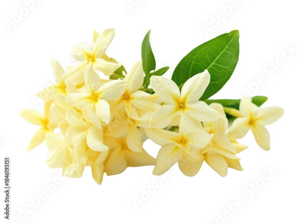 Obraz Cream jasmine flowers with green leaves isolated