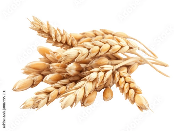 Obraz Ripe wheat ears isolated on transparent background