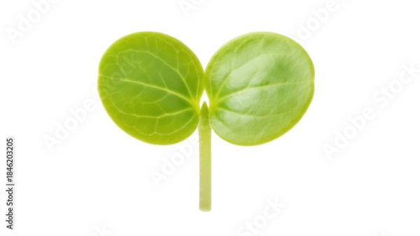 Fototapeta Green seedling isolated PNG on transparent background, young plant with two cotyledon leaves for spring and growth concepts