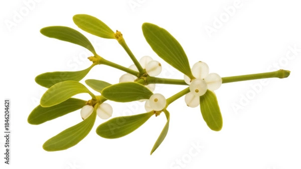 Obraz Mistletoe branch with green leaves and white berries isolated PNG, festive winter plant for Christmas decoration on transparent background