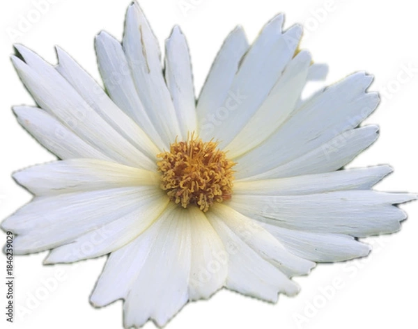 Fototapeta spike white Cactus flower isolate on white background