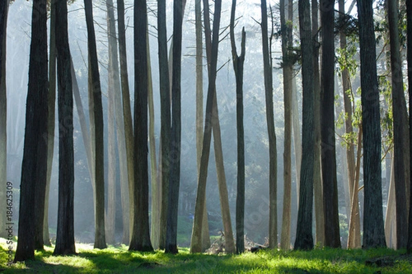 Fototapeta San Francisco Presidio Cypress Trees