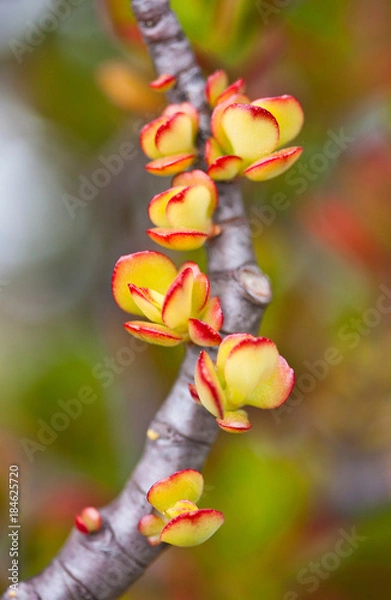 Fototapeta Succulents