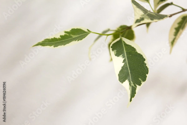 Obraz Close-up of patterned benjamin leaves.
