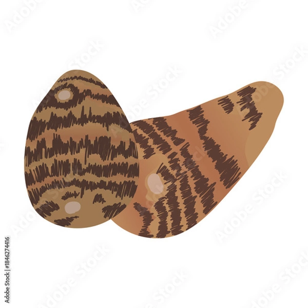 Obraz 里芋のイラスト　炭水化物の多い野菜