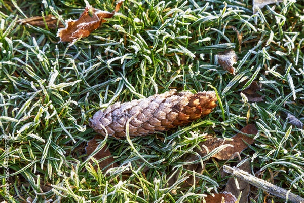 Obraz Beautiful colorful fall leaves on a forest floor