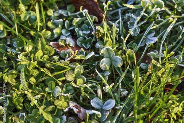 Obraz Beautiful colorful fall leaves on a forest floor