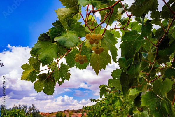 Obraz Green Grape Clusters Against a Blue Sky