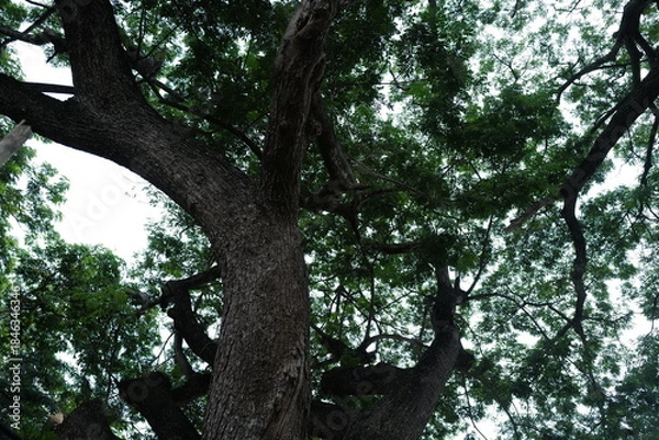 Obraz Green leaves tree top with cloudy blue sky