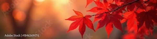 Fototapeta Crimson red maple leaves cluster on branch, autumnal sunlight , tree branch, nature