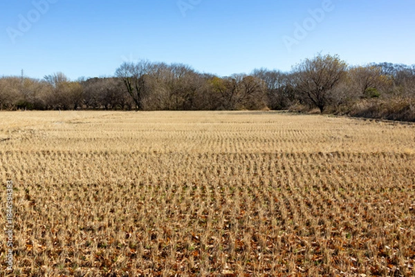 Obraz 冬の田んぼ