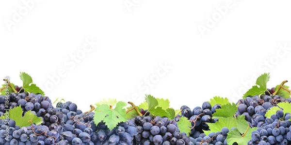 Obraz Blue grape isolated