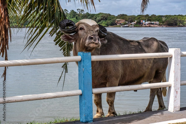 Fototapeta The famous Water Buffalo called the german buffalo at Soure on Marajo Island in Brazil