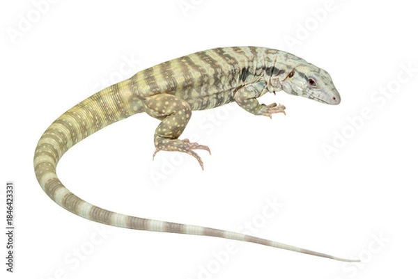 Fototapeta The Albino Blue Tegu is a captively bred tegu morph of Salvator merianae specific for its striking light and blue-tinged appearance.