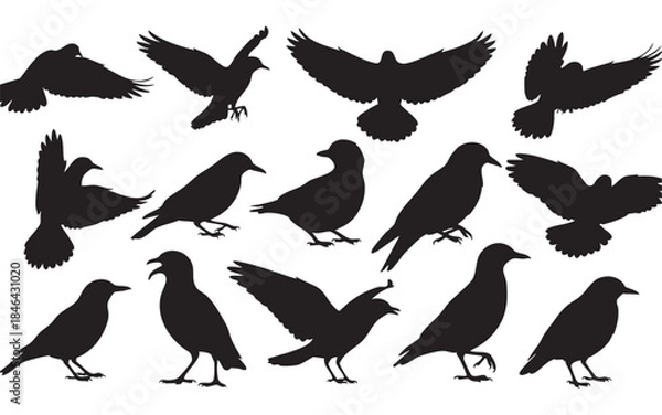 Fototapeta Bird Silhouette Vector Set
