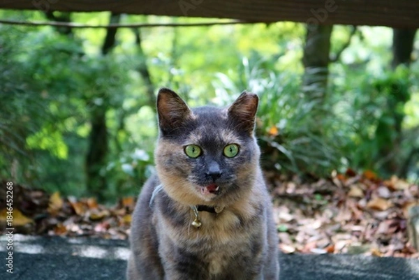 Obraz 秋の山道　境内にいた猫　さびねこ