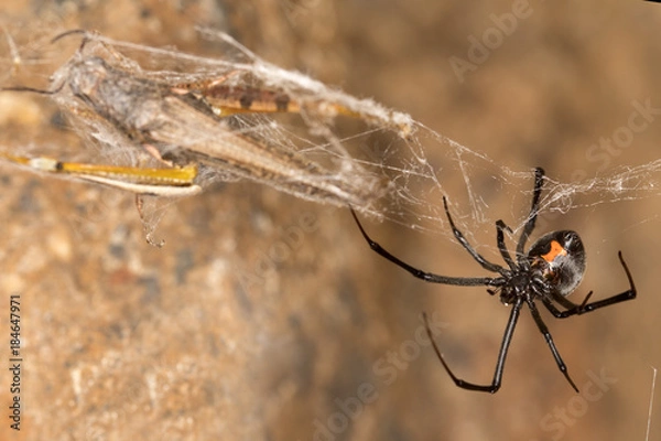 Fototapeta Black widow spider with prey