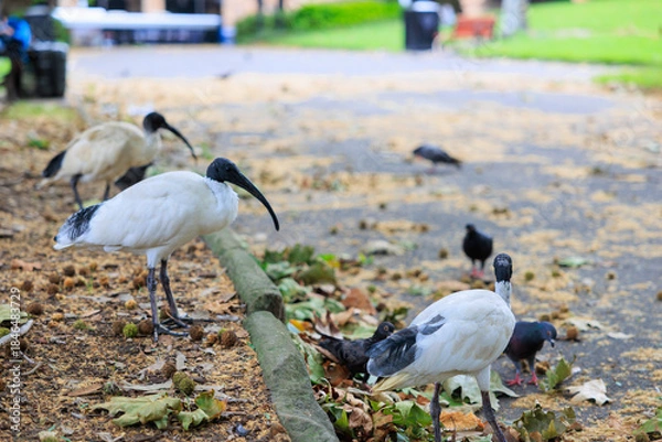 Obraz 餌を探すトキ（ビンチキン）