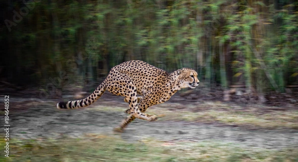 Fototapeta running cheetah