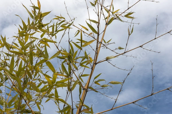 Obraz provence style house.