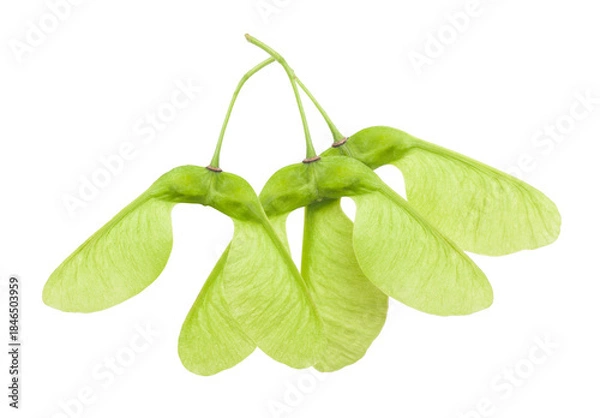 Fototapeta Green Maple samaras