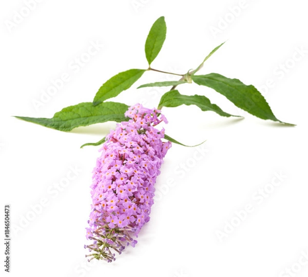 Fototapeta Buddleja flowers