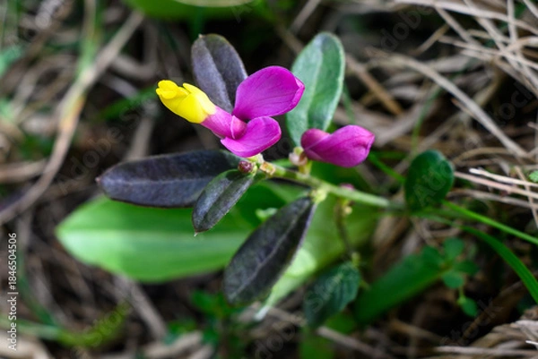 Fototapeta Shrubby milkwort flower